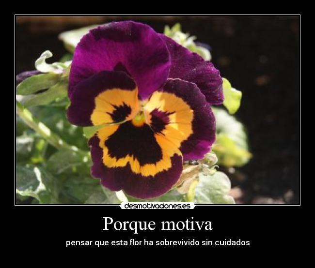 Porque motiva - 