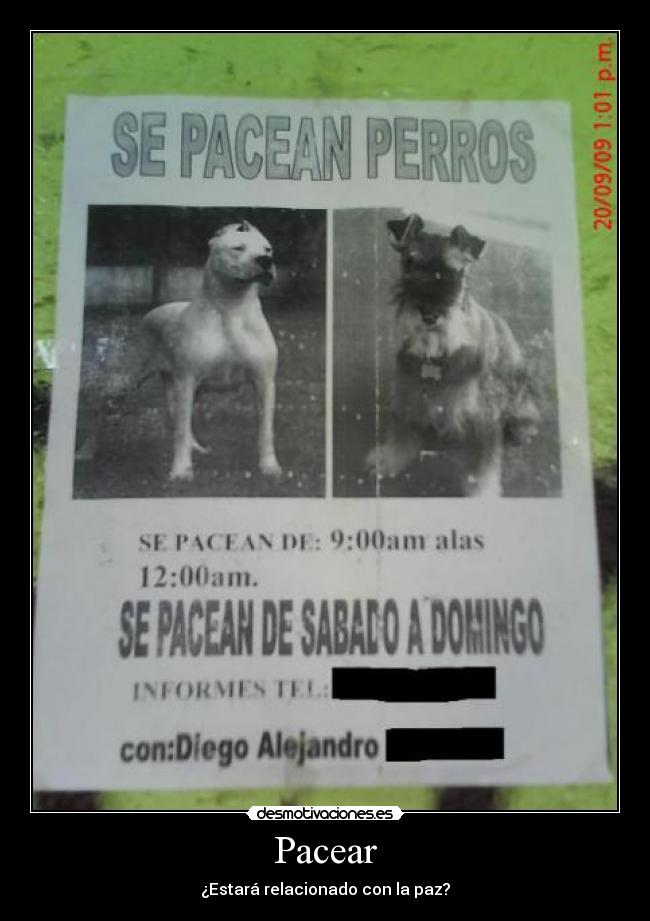 Pacear -