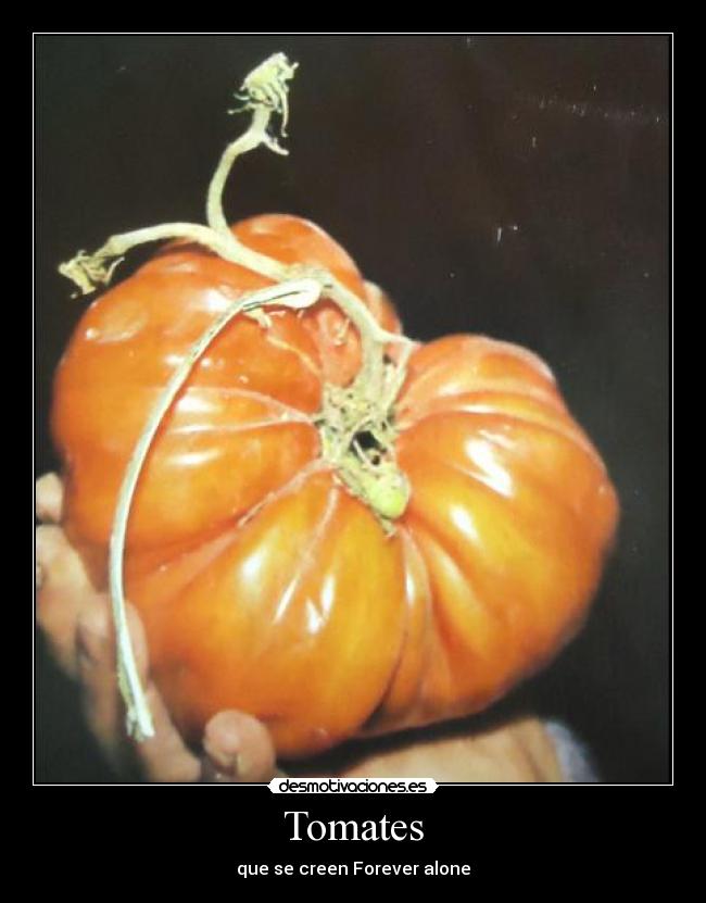 Tomates - 