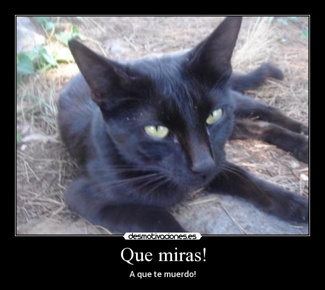 Que miras! -