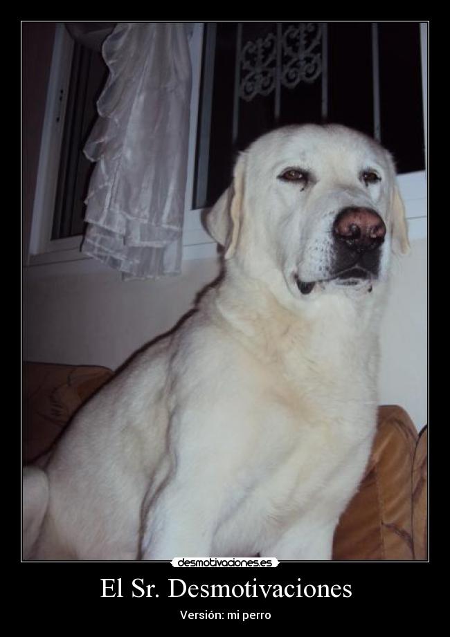 El Sr. Desmotivaciones - Versión: mi perro