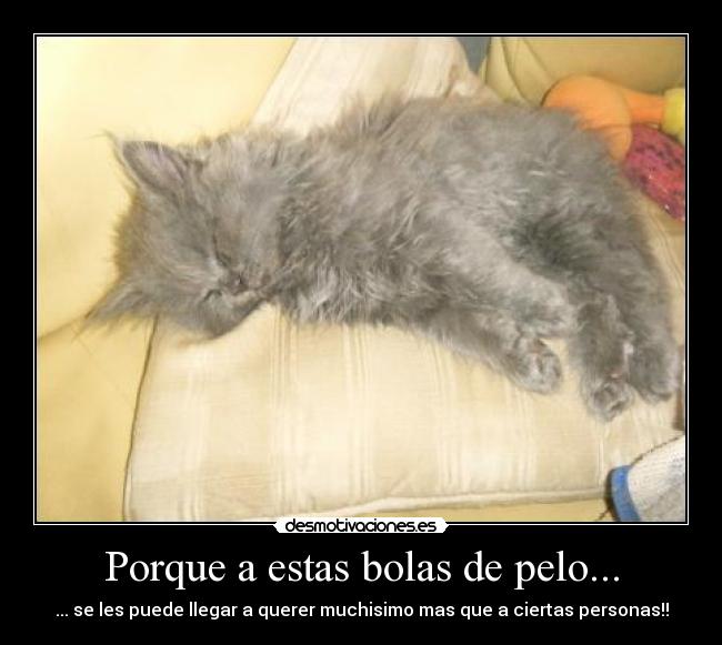 Porque a estas bolas de pelo... -