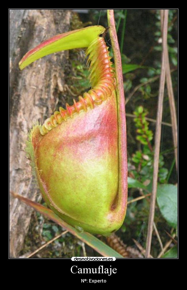 carteles giolo desmotivaciones