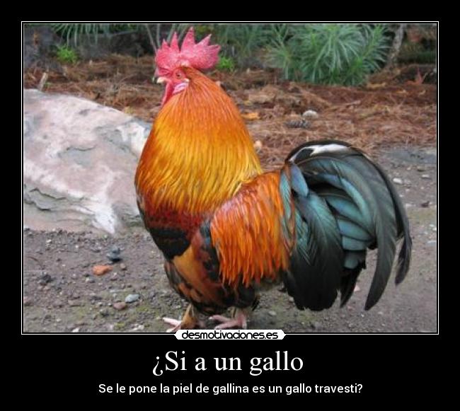 ¿Si a un gallo  - 