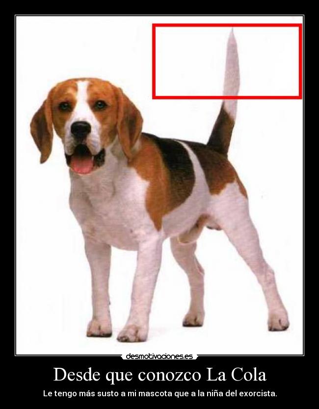 Desde que conozco La Cola -