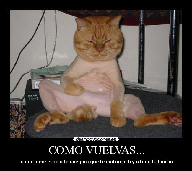 COMO VUELVAS... - a cortarme el pelo te aseguro que te matare a ti y a toda tu familia