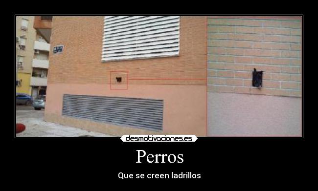 Perros -