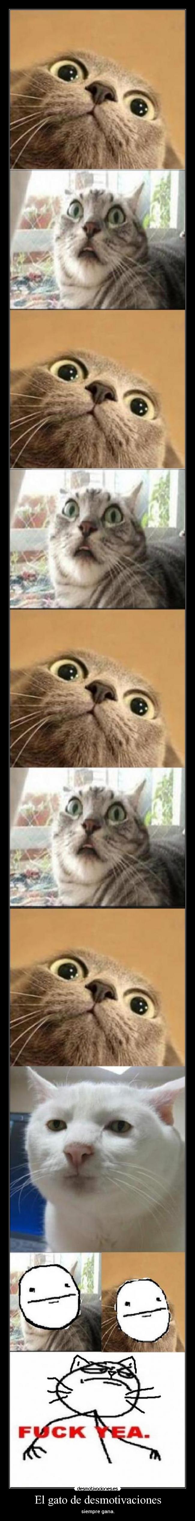 El gato de desmotivaciones - siempre gana.