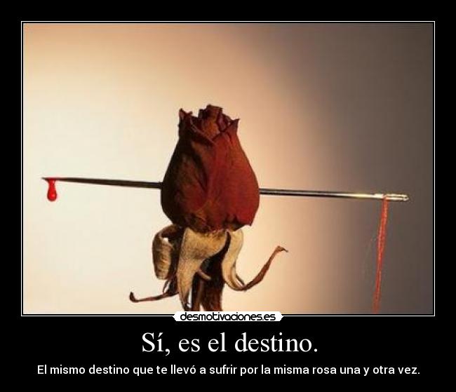Sí, es el destino. - El mismo destino que te llevó a sufrir por la misma rosa una y otra vez.