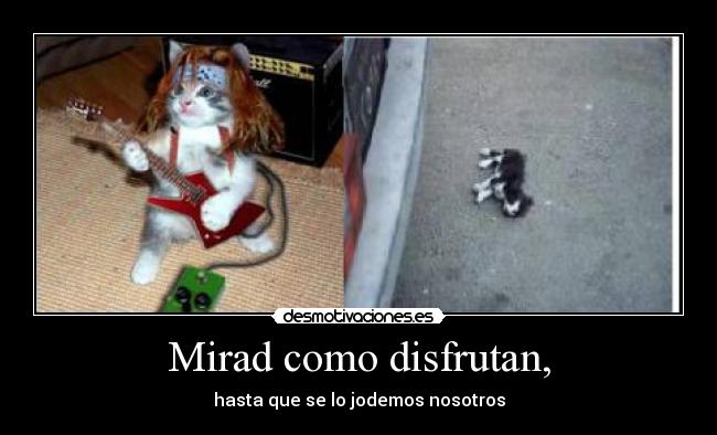 Mirad como disfrutan, -