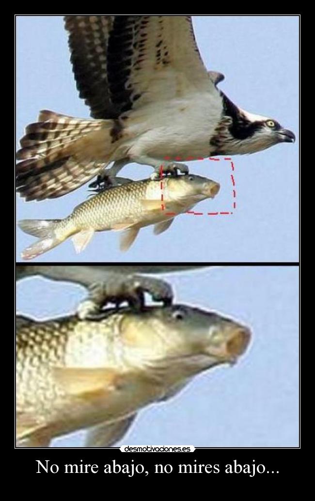 No mire abajo, no mires abajo... - 