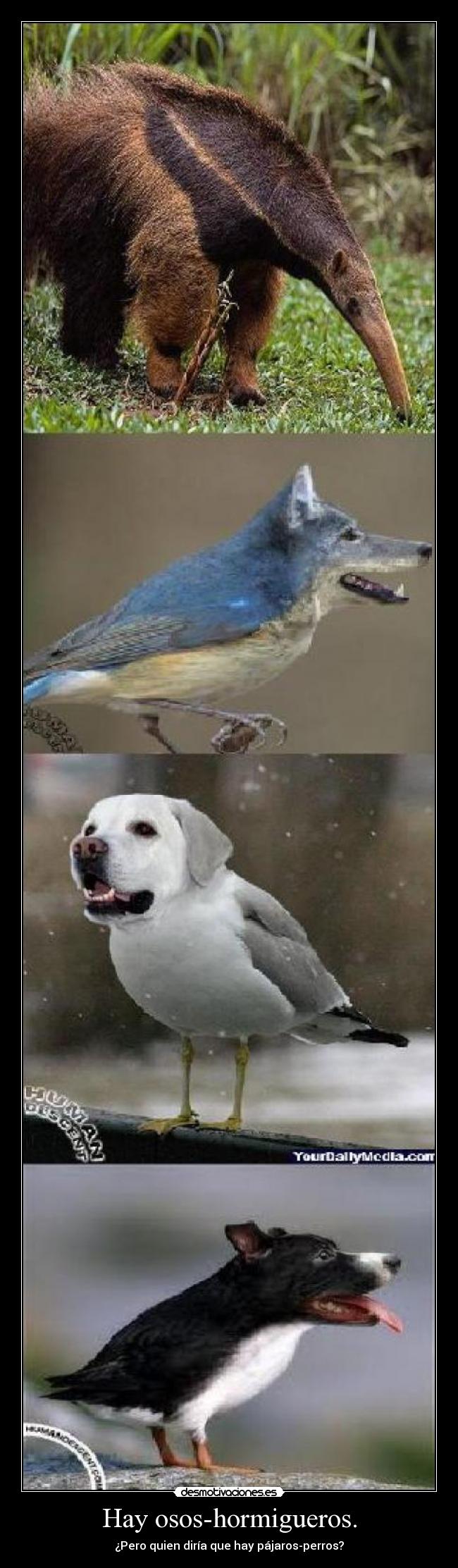 Hay osos-hormigueros. -