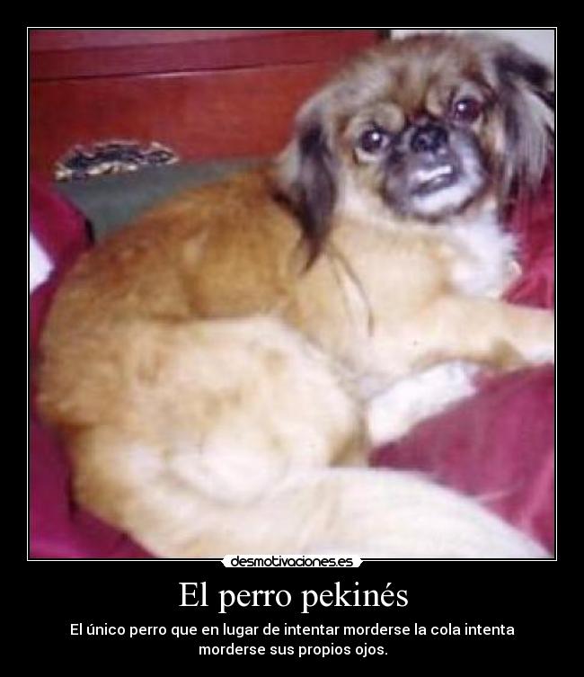 carteles perro pekines desmotivaciones