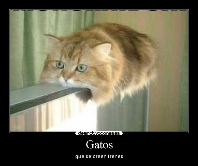 Gatos - que se creen trenes