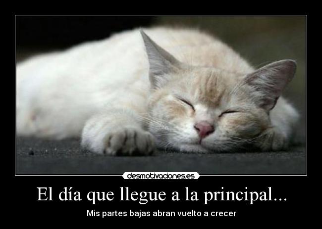 carteles gato desmotivaciones
