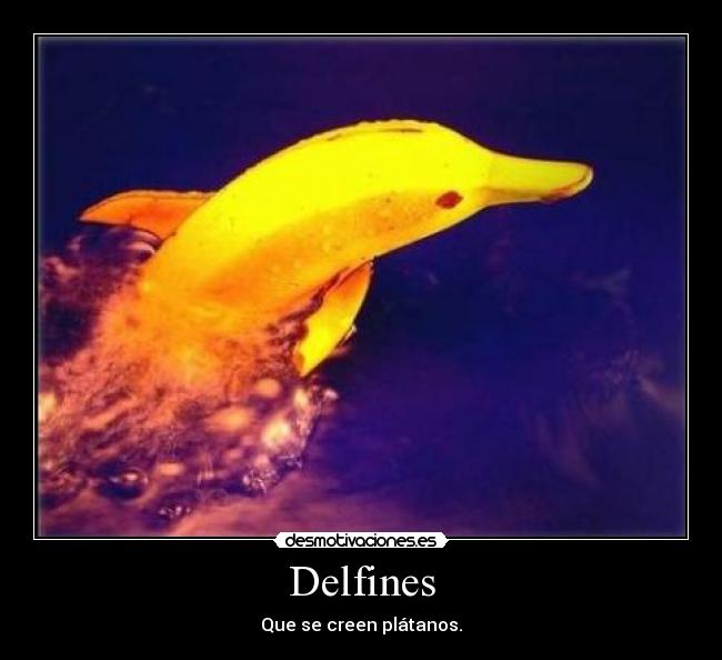 Delfines - Que se creen plátanos.