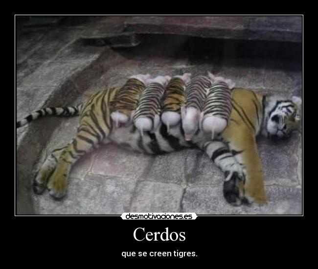 Cerdos - que se creen tigres.