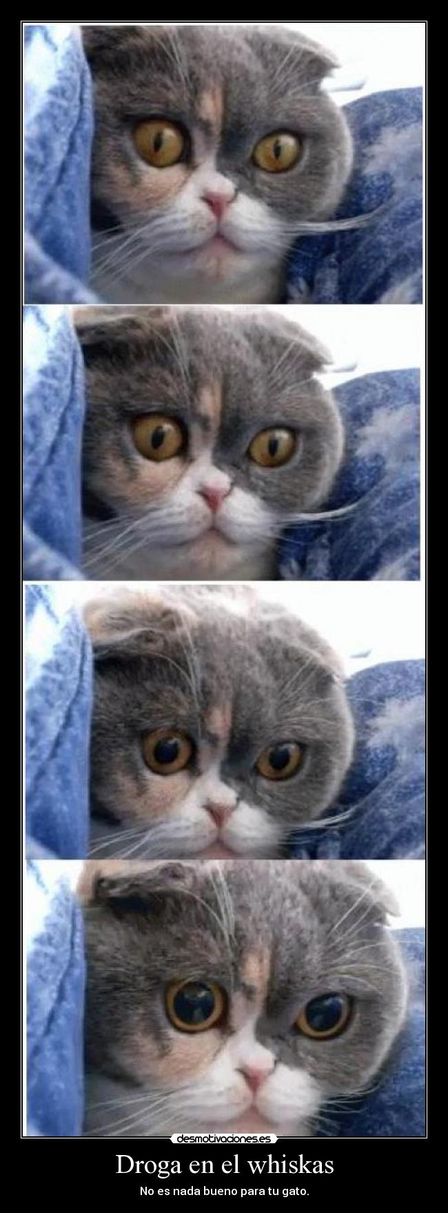 Droga en el whiskas - 