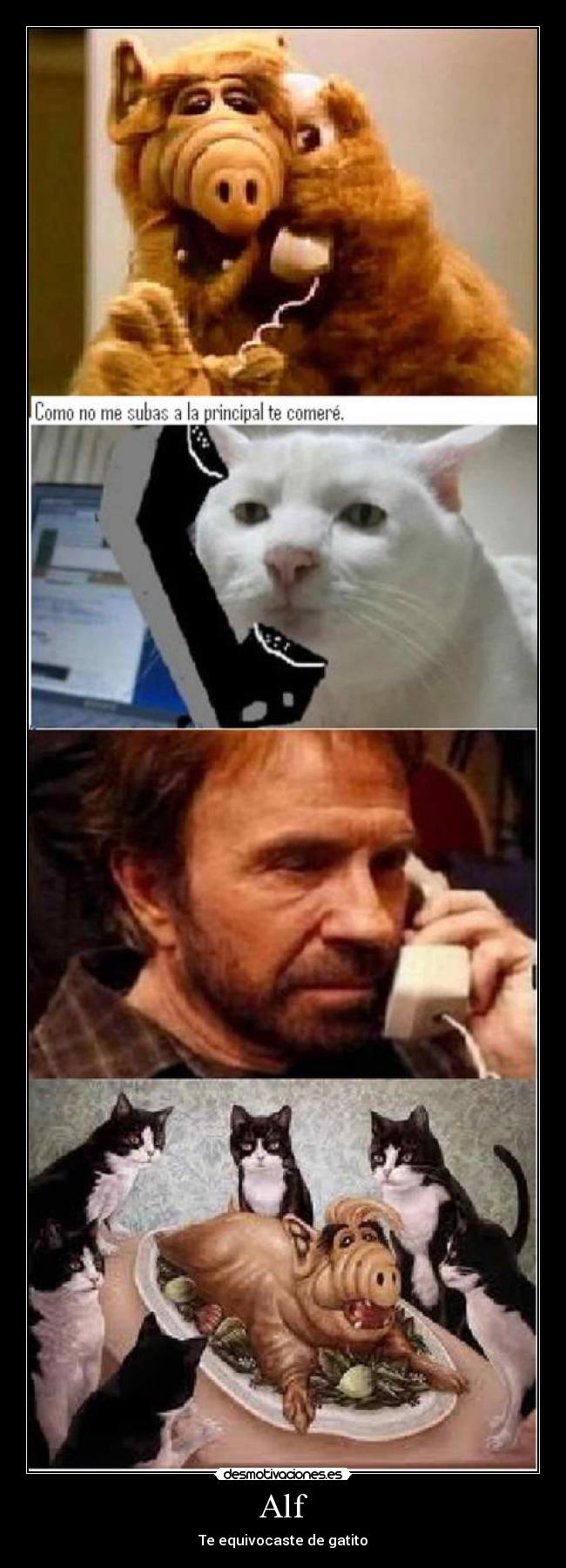 Alf - Te equivocaste de gatito