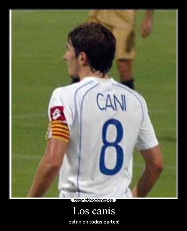 Los canis - estan en todas partes!