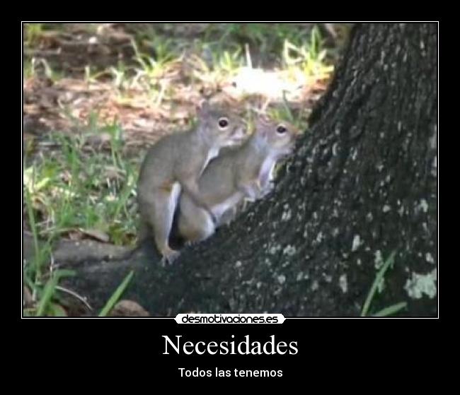 carteles ardillas follando desmotivaciones