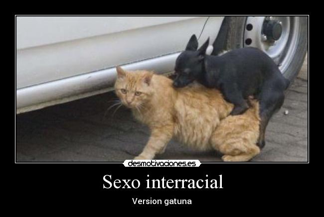 Sexo interracial - 