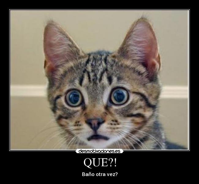 QUE?! - 