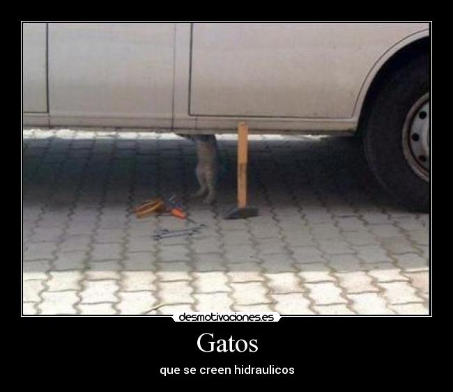 Gatos - que se creen hidraulicos