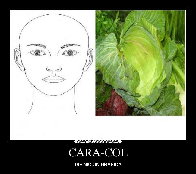 CARA-COL - 