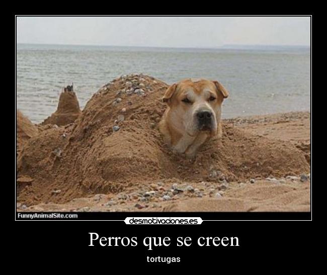 Perros que se creen -