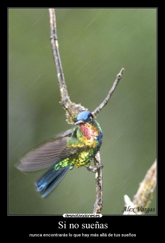 Si no sueñas - 