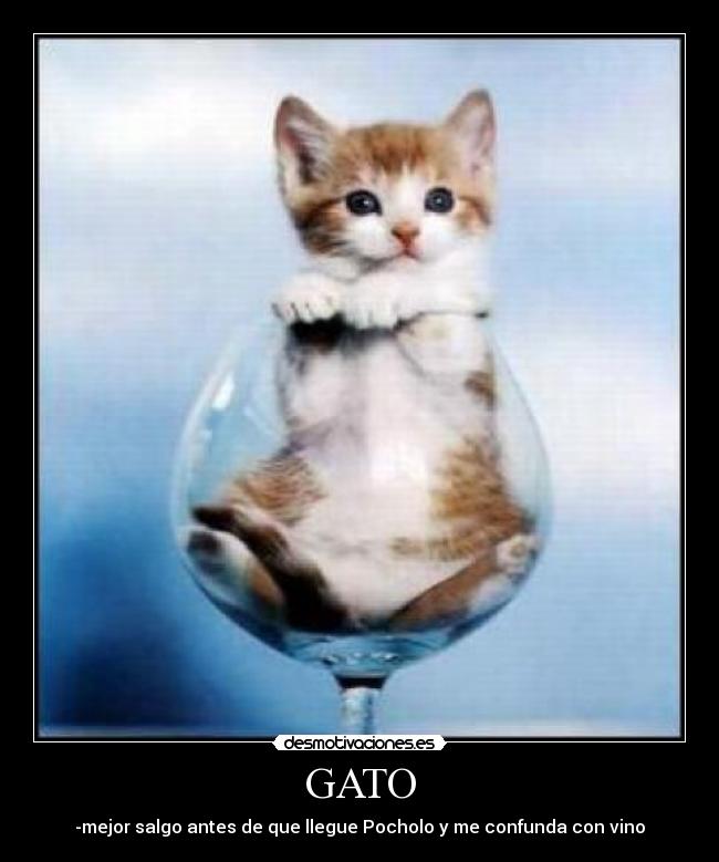 GATO -
