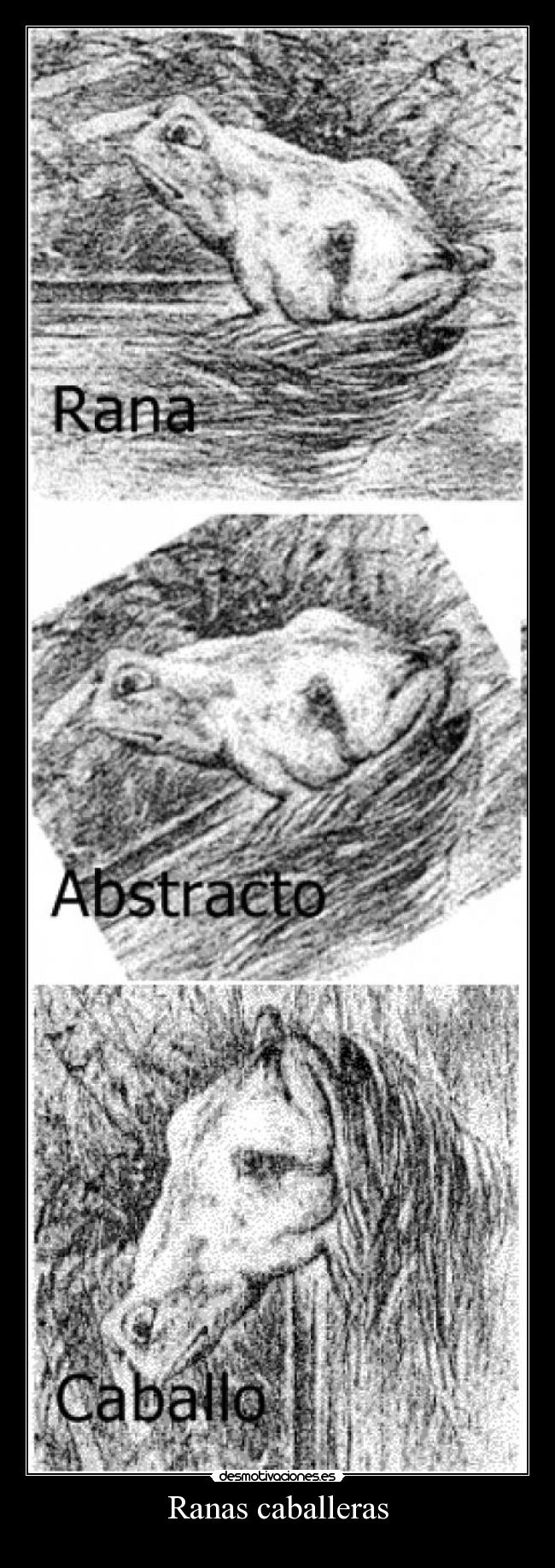 Ranas caballeras - 