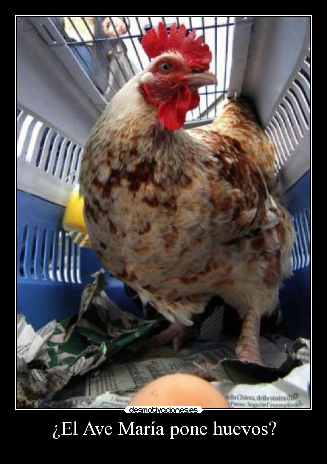 ¿El Ave María pone huevos? -