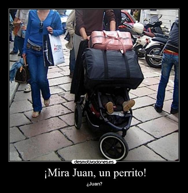 ¡Mira Juan, un perrito! - 