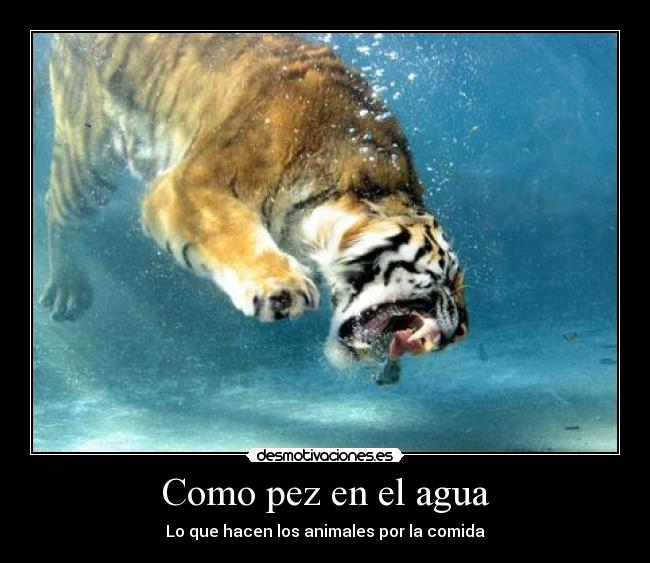 carteles sanchez desmotivaciones