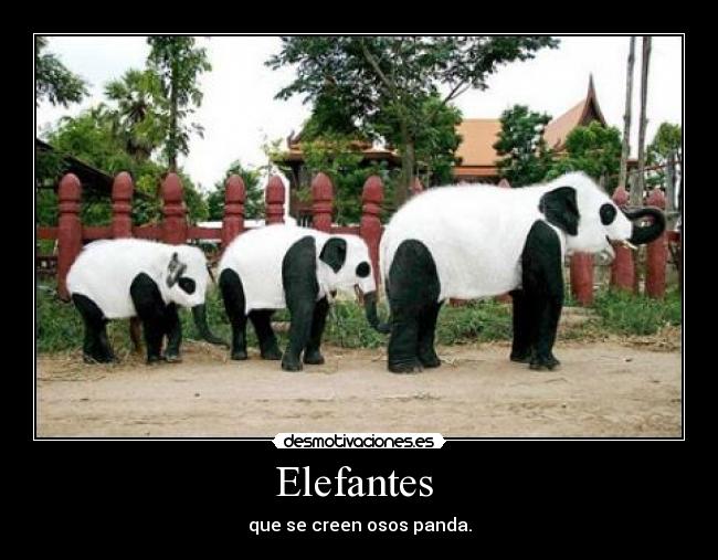 Elefantes -