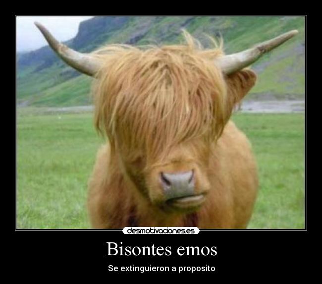 Bisontes emos - Se extinguieron a proposito