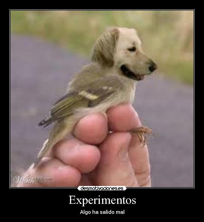 Experimentos - Algo ha salido mal