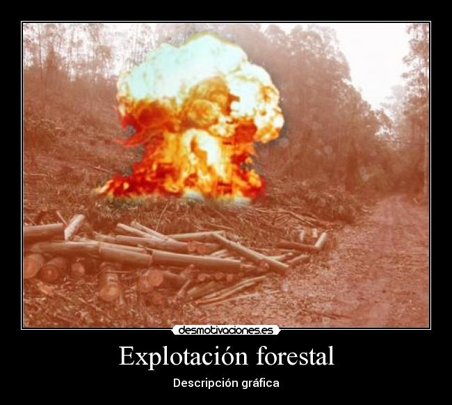 Explotación forestal -