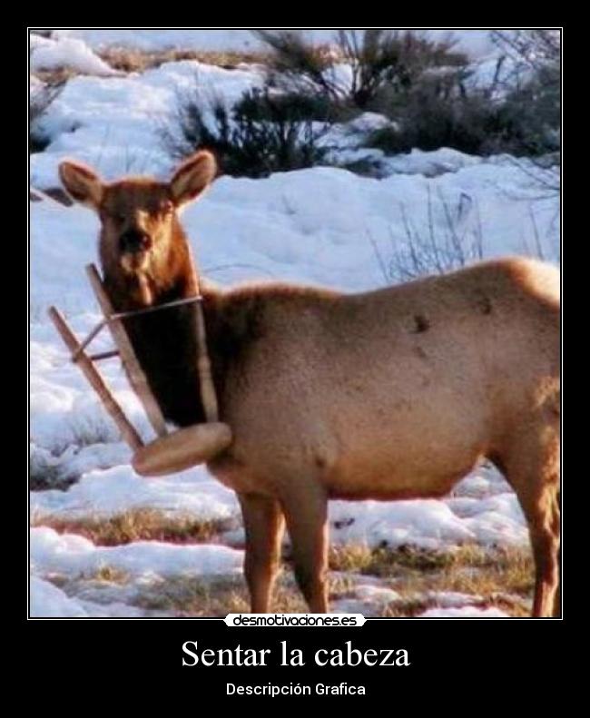 Sentar la cabeza - Descripción Grafica