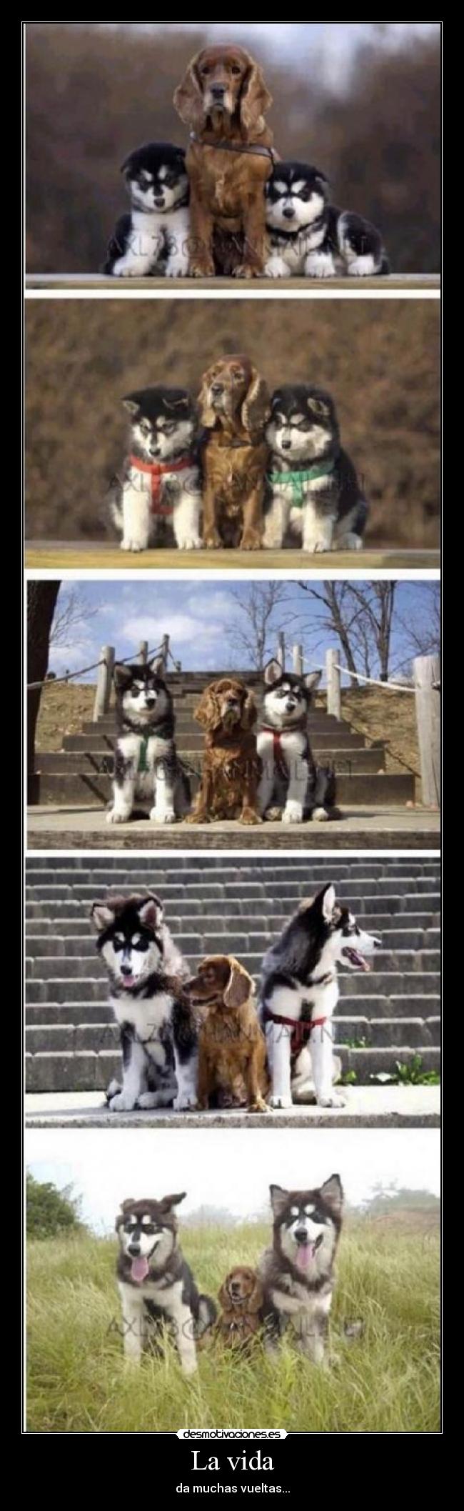 La vida - da muchas vueltas...