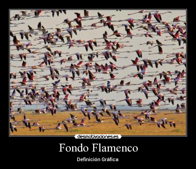 Fondo Flamenco -