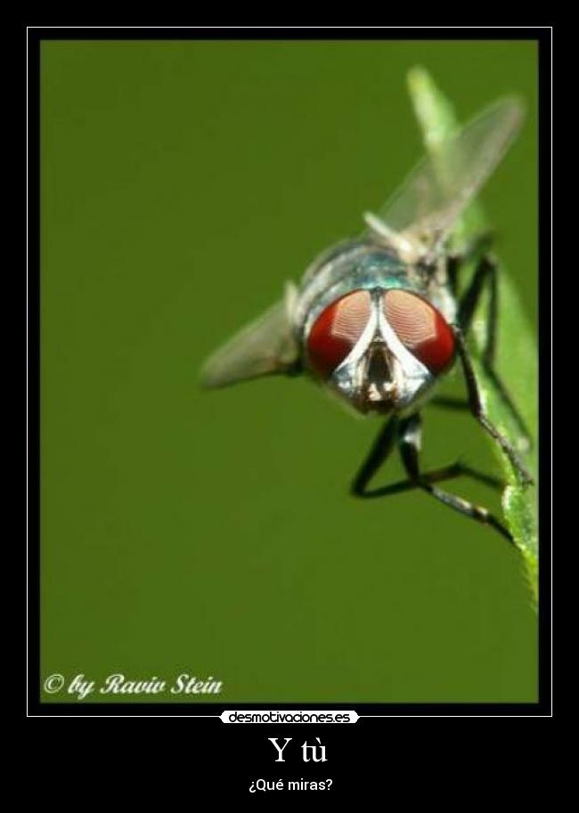 Y tù -
