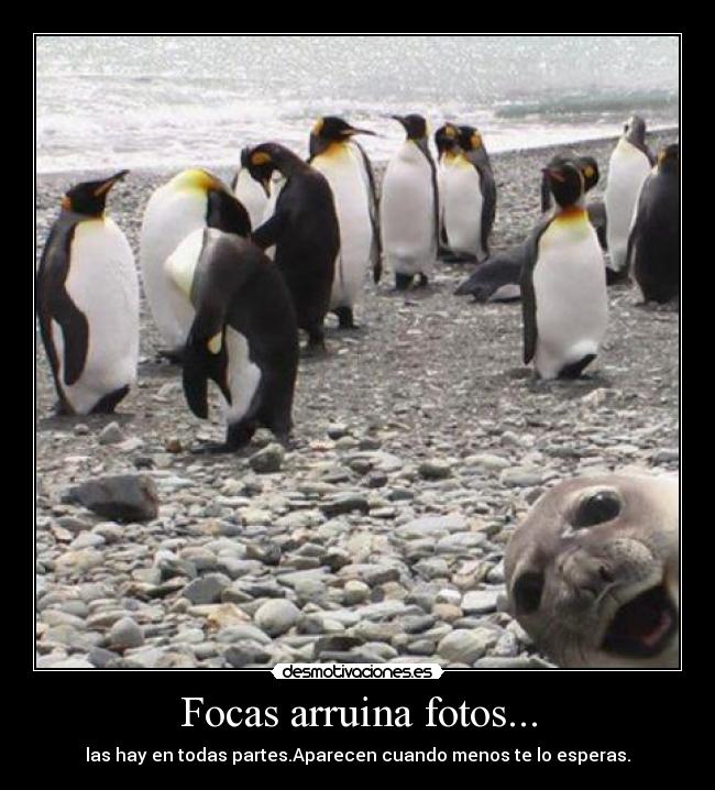 Focas arruina fotos... -