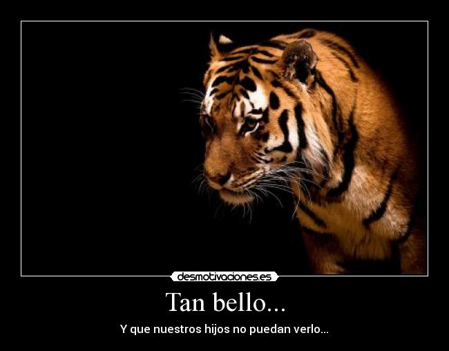 Tan bello... - 