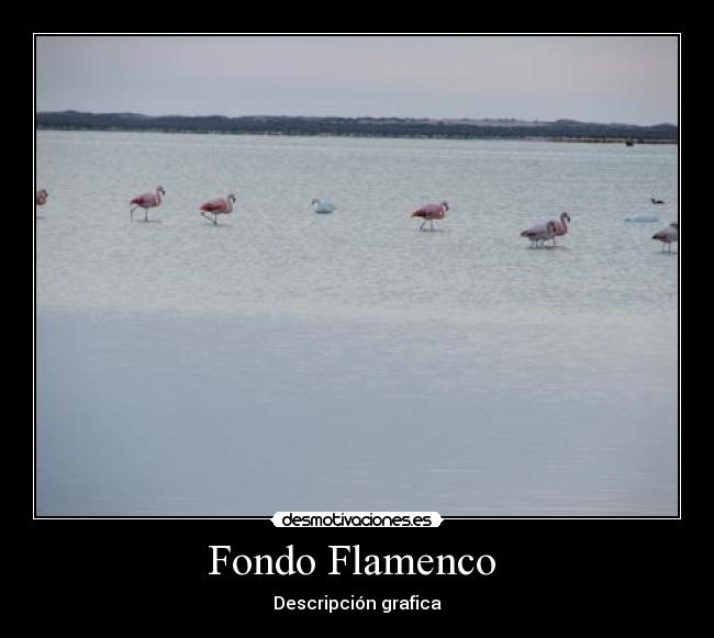 Fondo Flamenco  - 
