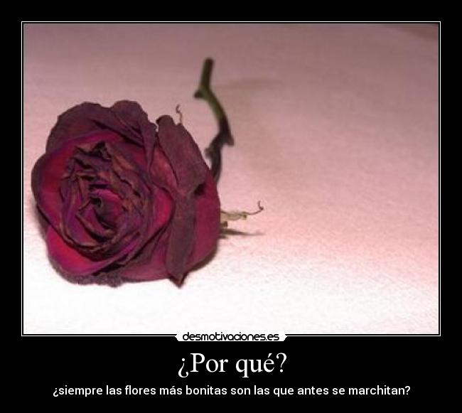¿Por qué? - 