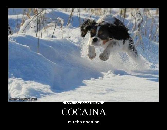 COCAINA - 