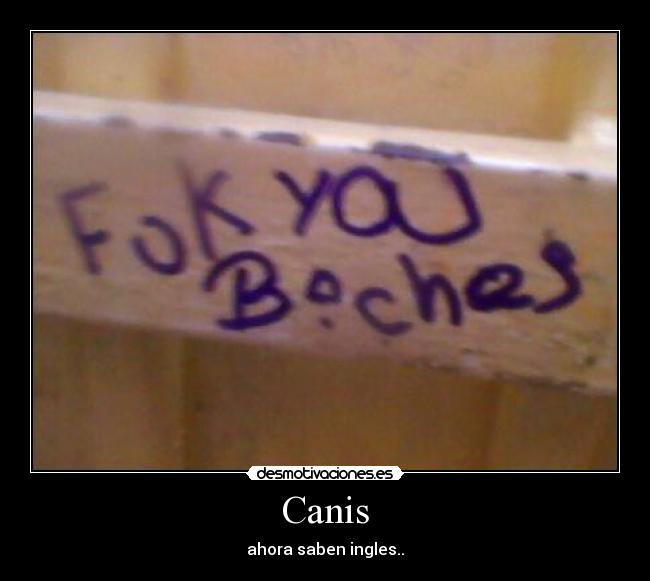 Canis -